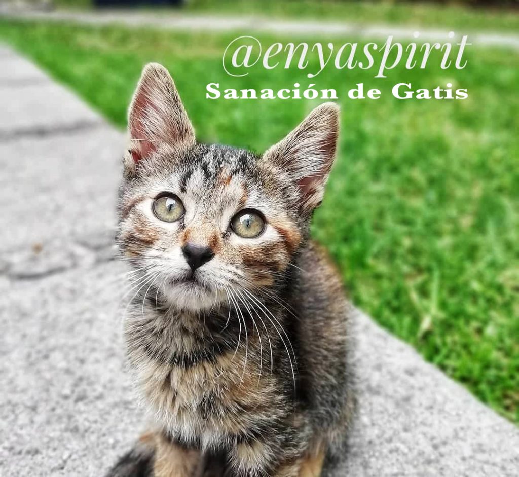 Sanar gatos