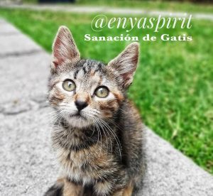 Sanar gatos